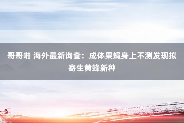 哥哥啪 海外最新询查：成体果蝇身上不测发现拟寄生黄蜂新种